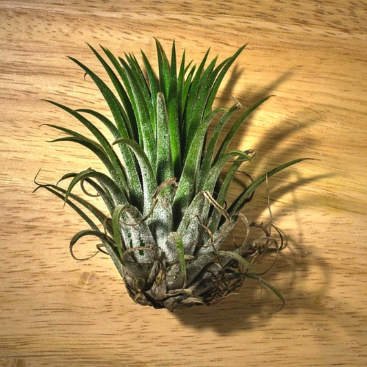 Tillandsia Air Plant